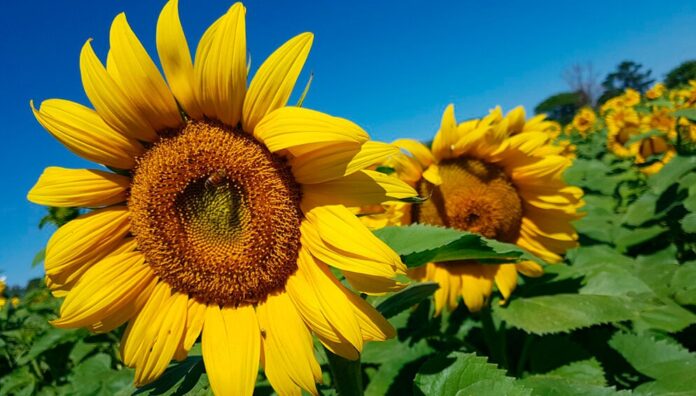 GIRASOL