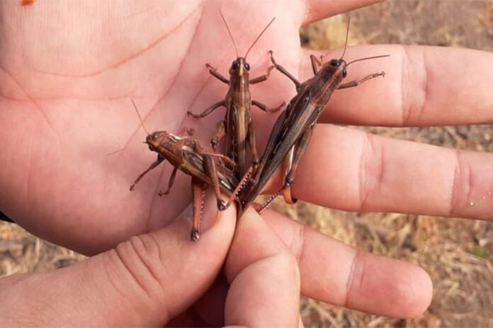 LANGOSTAS
