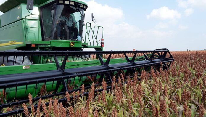 Sorgo