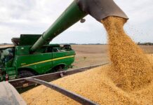 Cosecha de soja avanza en el centro-norte santafesino con rindes de hasta 60 qq/ha, pero persisten anegamientos