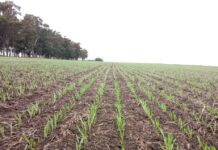 Trigo: la siembra alcanza el 95% en el centro-norte santafesino, pero excesos de humedad aún limitan
