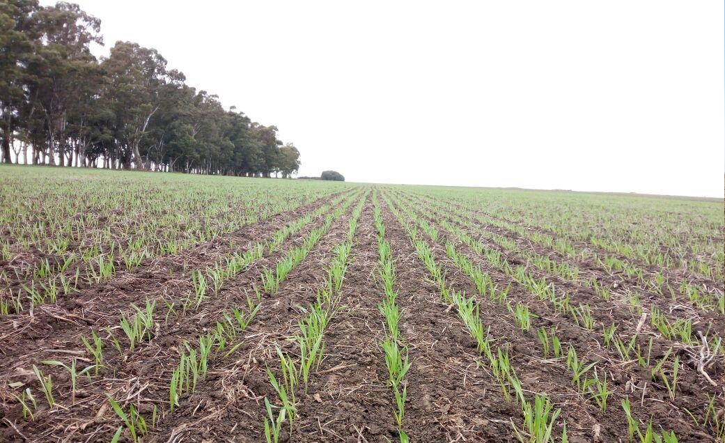 Continuó la siembra del trigo y finalizó la cosecha de algodón | INFO VERA