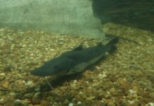 Santa Fe establece la veda para la pesca de surubí