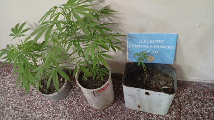 plantas