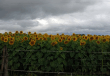 Datos de lluvia en toda la región