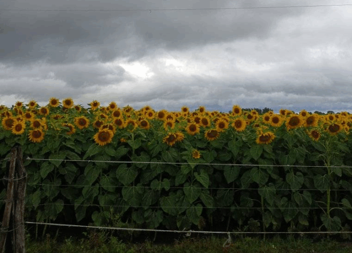 girasol