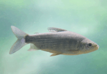 Por qué es importante limitar la exportación de peces del río Paraná