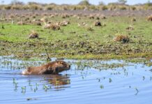 Biodiversidad: Provincia concretó más de 500 liberaciones de fauna silvestre en 2025