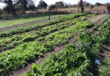 Rojas presentó un proyecto para extender la suspensión de desalojos de familias de la agricultura familiar