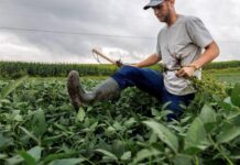 Las lluvias condicionan la cosecha, pero las expectativas se mantienen