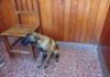 Recuperan un perro pastor alemán robado en Vera: un detenido