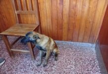 Recuperan un perro pastor alemán robado en Vera: un detenido
