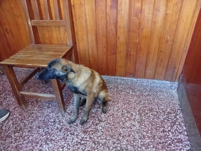 perro v