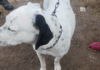Vera: recuperaron un perro Dogo que había sido sustraído de una vivienda