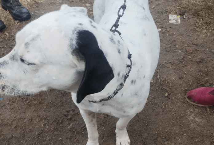 dogo
