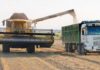En el norte, el transporte ya se lleva hasta un tercio del valor del trigo, maíz y sorgo