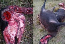 Estupor en Lanteri: un productor encontró ovejas mutiladas y asegura que “no había una gota de sangre”