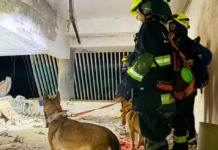 Escáner, sensores y perros: cómo fue la primera búsqueda de la brigada santafesina en la zona de desastre de Venezuela