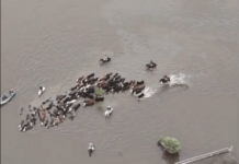 (Video) La Gallareta en alerta por el avance del agua: “Esperamos que declaren la emergencia del distrito”