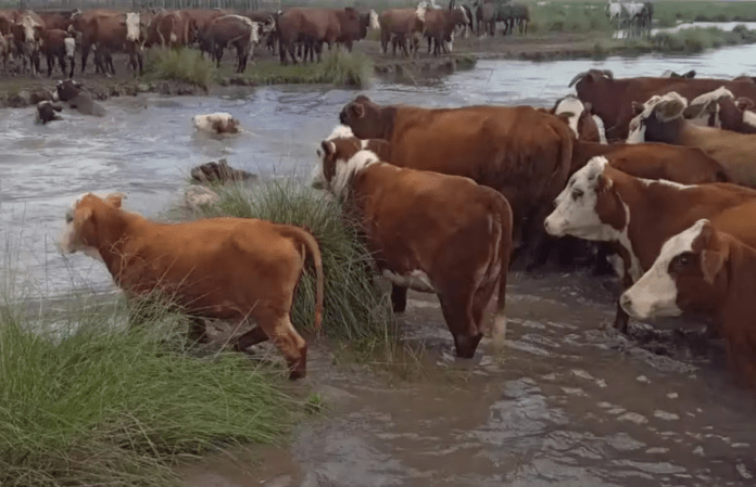 vacas el