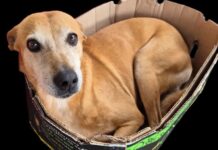 Identificaron al sospechoso de atropellar y matar al perro “Marcelo” en Calchaquí