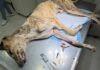 Murió el perro que había sido rescatado de un presunto maltrato animal en Vera