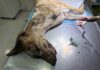 Denuncian un grave caso de maltrato animal en Vera