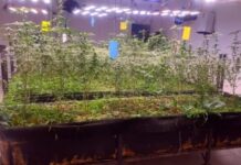 Operativo antidrogas en Malabrigo: detuvieron a un hombre y una mujer con más de tres kilos de marihuana